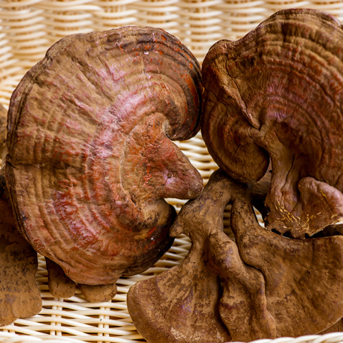 Reishi Pilz Ganze