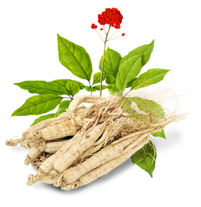 Serbuk Ekstrak Ginseng