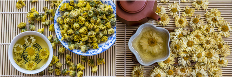 Chrysanthemum Buds