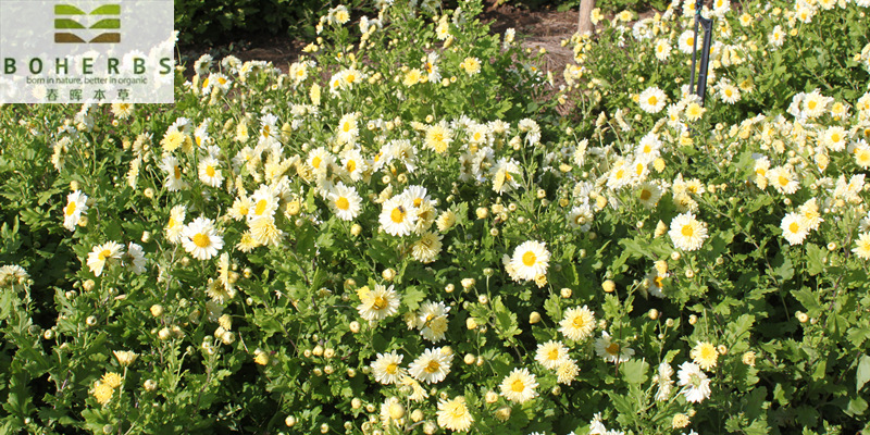 Chrysanthemum Buds