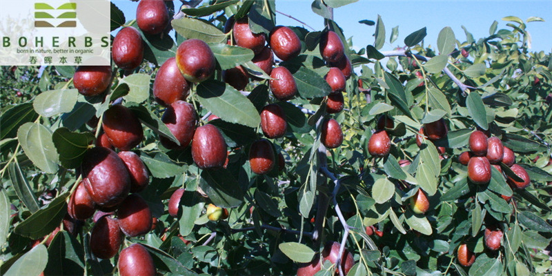 Jujuba frutas secas