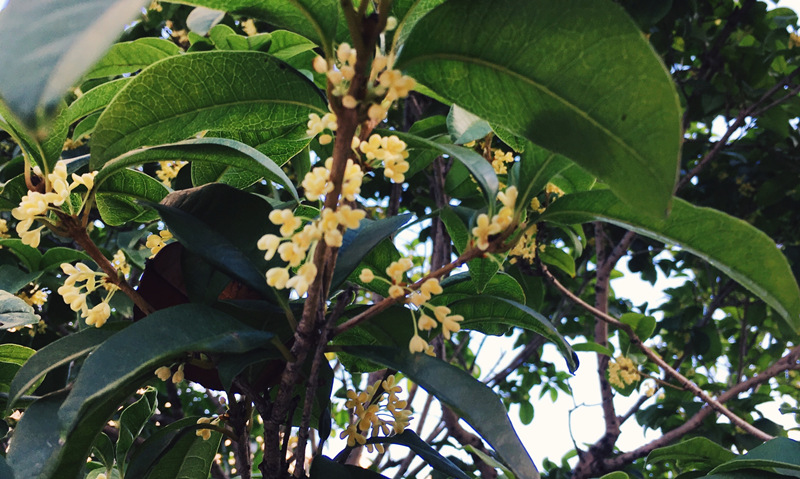 Sweet Osmanthus Flower