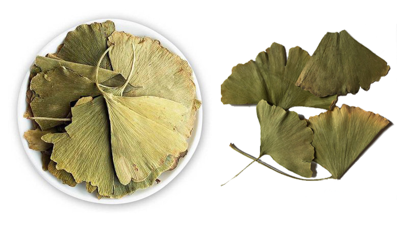 Organic Ginkgo leaf