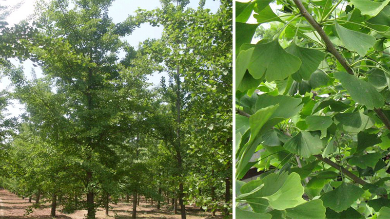 Ginkgo Biloba