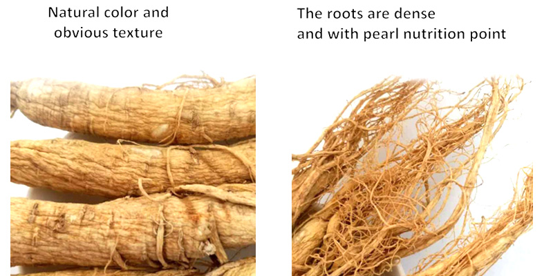 White Ginseng Root