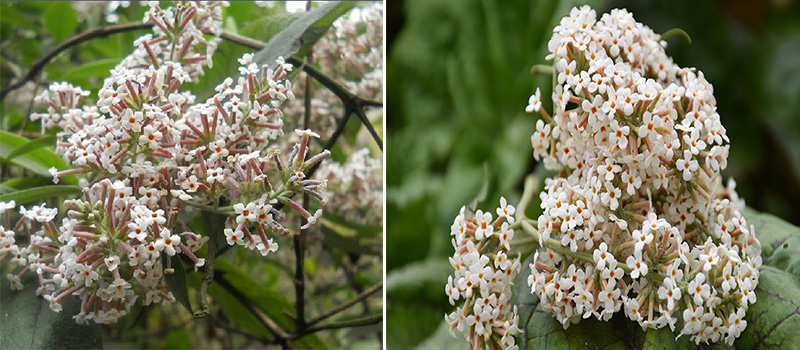 Buddleja Officinalis