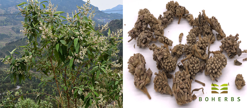 Dried Buddleja officinalis Flower