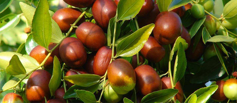 Experience the Rich Flavor of Organic Jujube Fruit Today