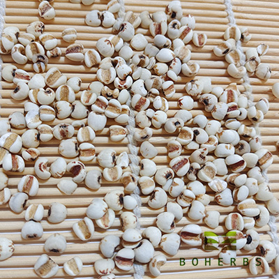 Китай Органические семена коикса, производитель