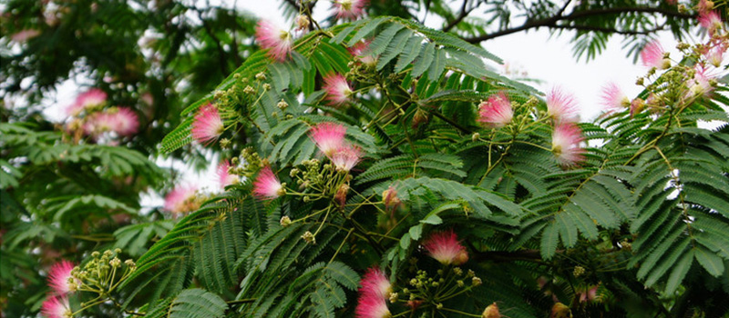 Albizia Bark