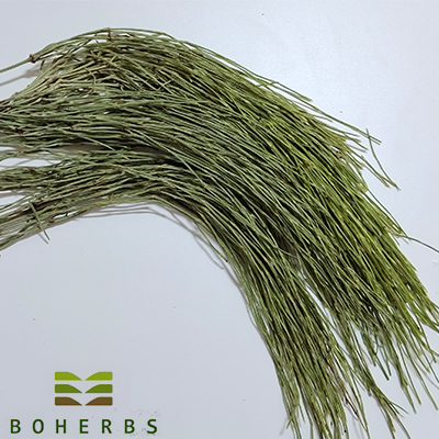 Dried Horsetail Herbs Factory