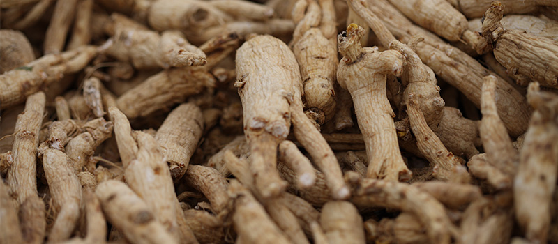 Panax Ginseng