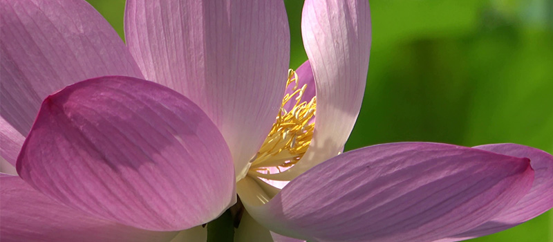 Dried Lotus Flower