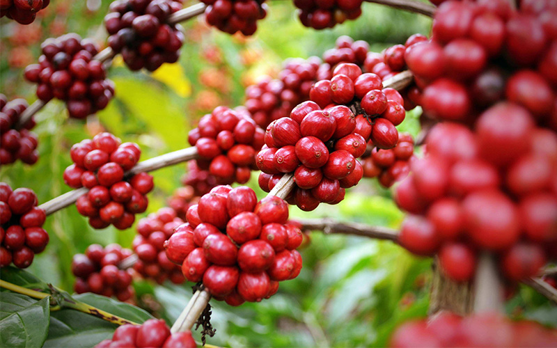 Schisandra Berries