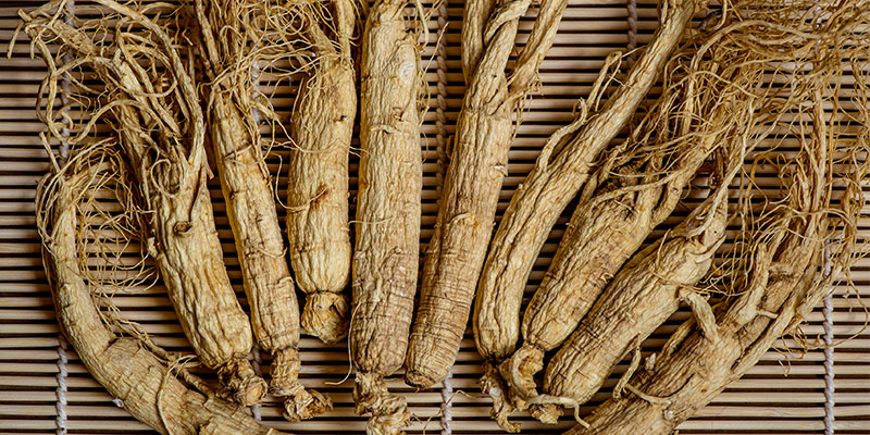 Panax Ginseng