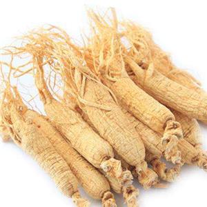 The cultivation and harvest ginseng root