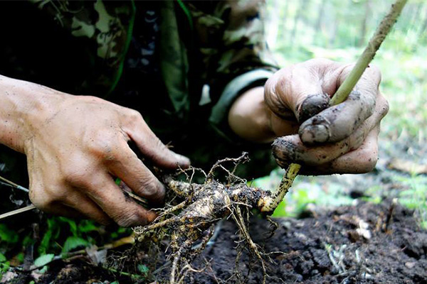 Ginseng Root