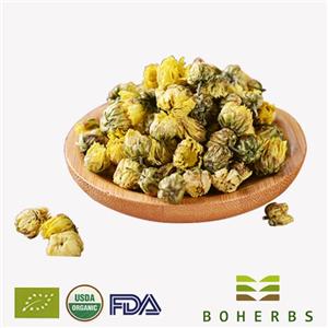 Chrysanthemum Buds