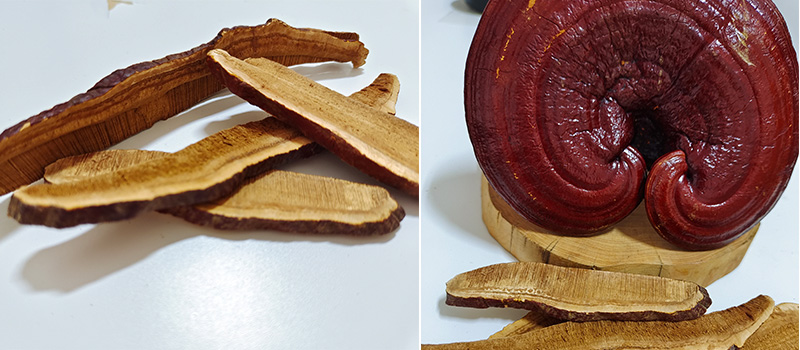 Reishi Mushroom