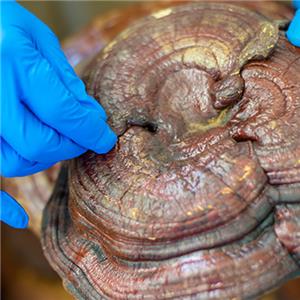 ¿Cómo lidiar con el Ganoderma mohoso?