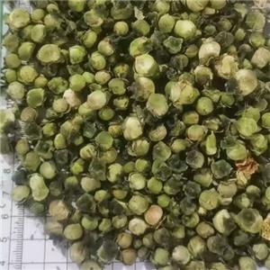 乾燥した椿の花のつぼみ