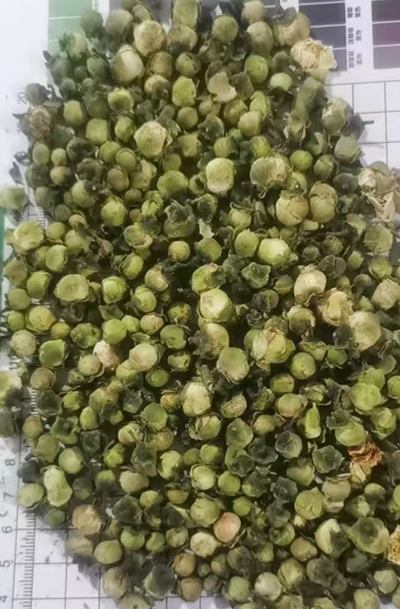 Dried Camellia Flower