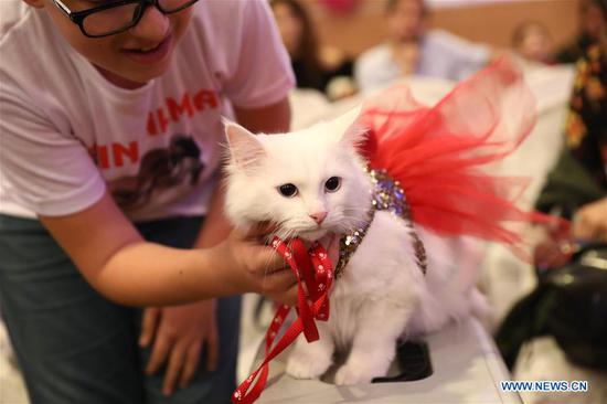 cats