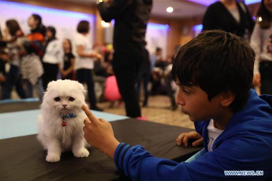 Cat Beauty Festival