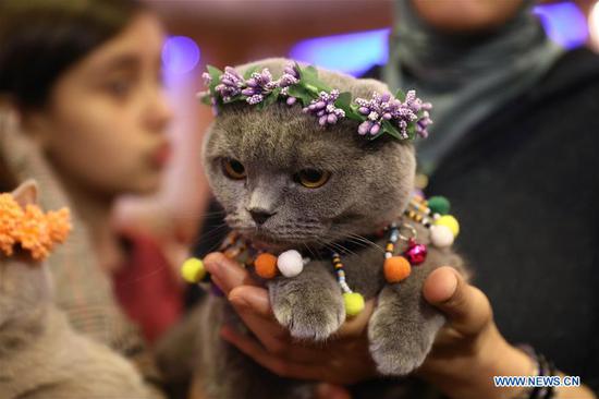 funny pets
