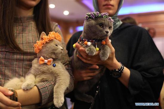 Cat Beauty Festival