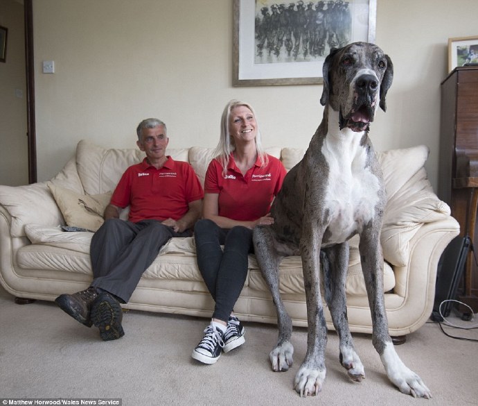 tallest dog in the world