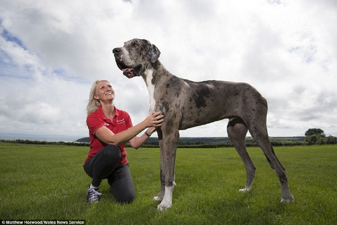 pet