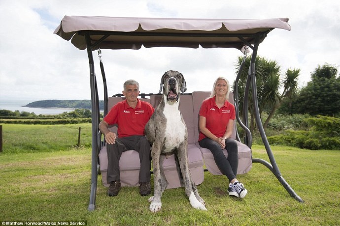 dog