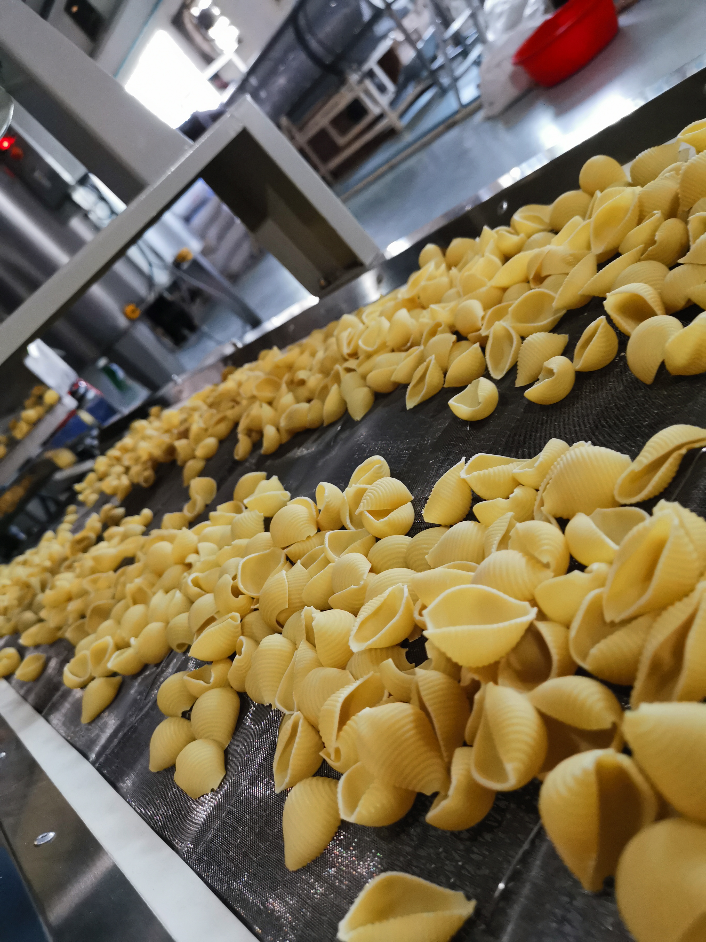 macaroni processing equipment